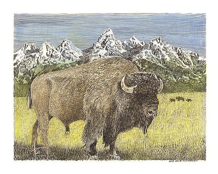 Yellowstone-Buffalo